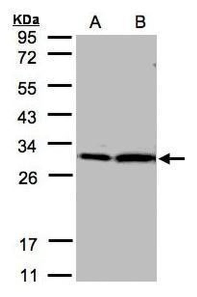 14-3-3 zeta Antibody in Western Blot (WB)