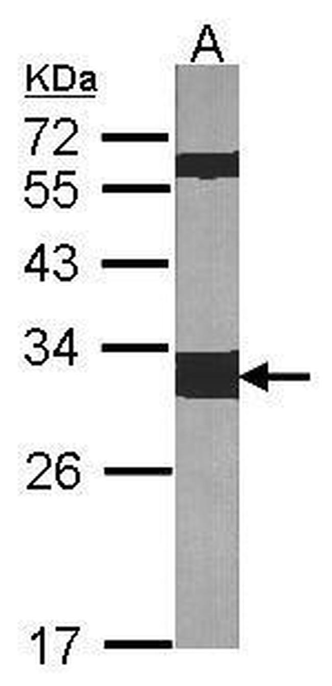 14-3-3 zeta Antibody in Western Blot (WB)