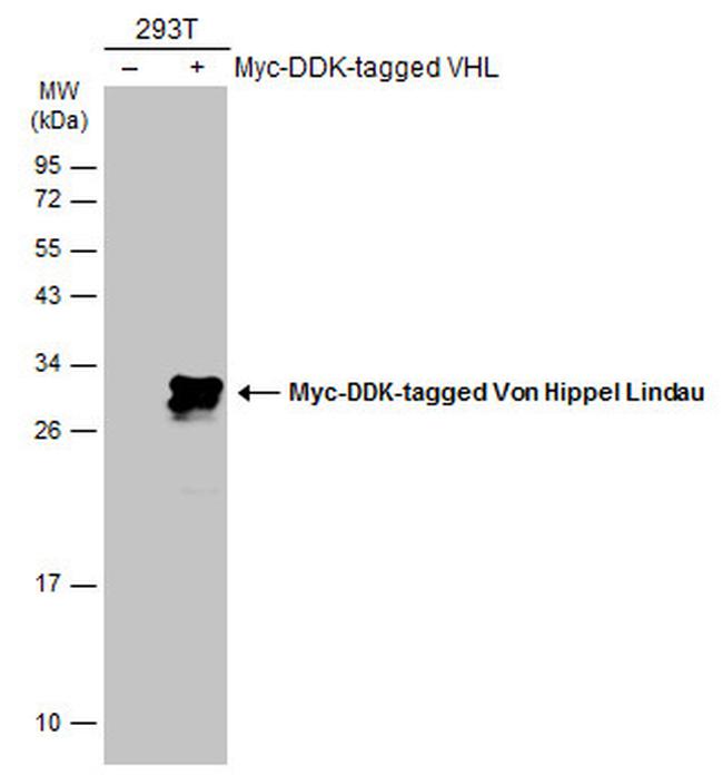 VHL Antibody in Western Blot (WB)