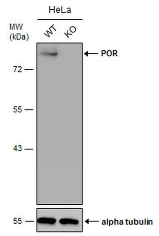 Cytochrome P450 Reductase Antibody