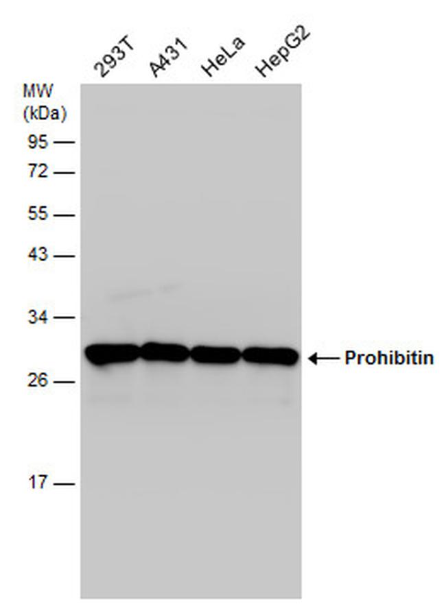 Prohibitin Antibody in Western Blot (WB)