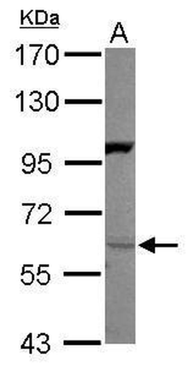 NRG1 Antibody in Western Blot (WB)