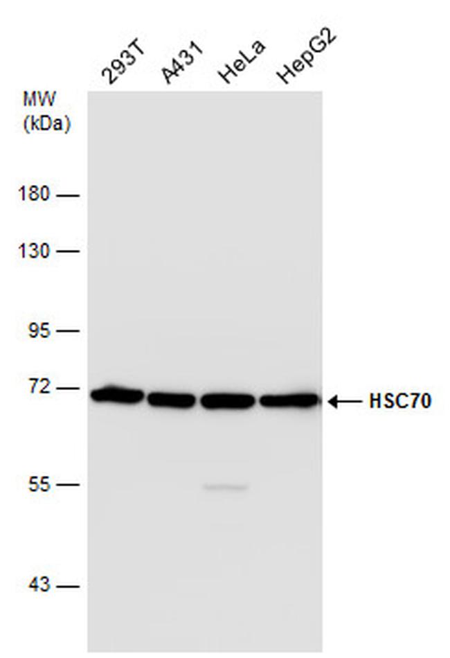 HSC70 Antibody in Western Blot (WB)