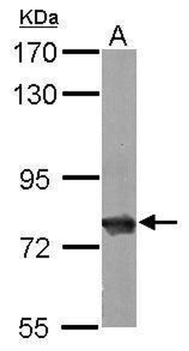 HSC70 Antibody in Western Blot (WB)