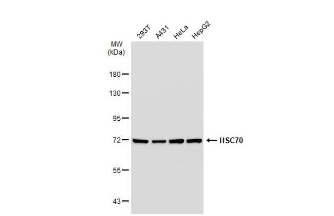 HSC70 Antibody in Western Blot (WB)