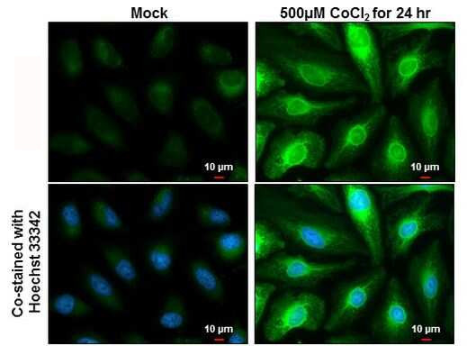 HMOX1 Antibody in Immunocytochemistry (ICC/IF)