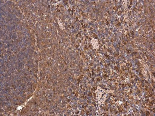 HMOX1 Antibody in Immunohistochemistry (Paraffin) (IHC (P))