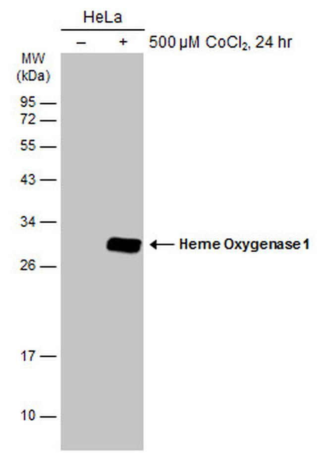 HMOX1 Antibody in Western Blot (WB)