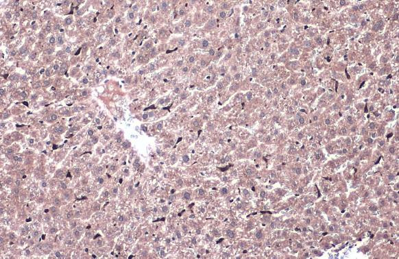 HMOX1 Antibody in Immunohistochemistry (Paraffin) (IHC (P))