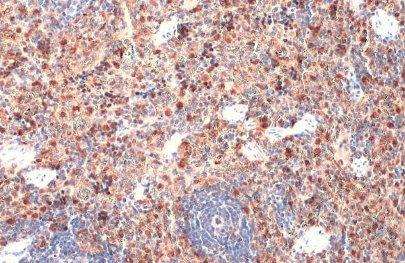 HMOX1 Antibody in Immunohistochemistry (Paraffin) (IHC (P))