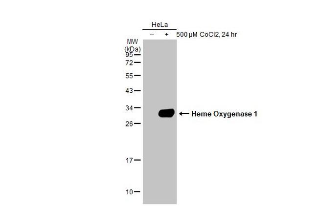 HMOX1 Antibody in Western Blot (WB)