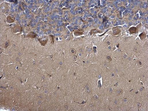 MIF Antibody in Immunohistochemistry (Paraffin) (IHC (P))