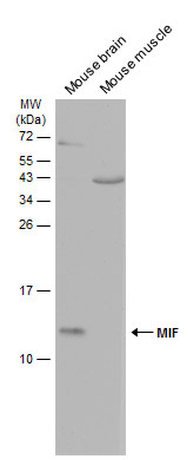 MIF Antibody in Western Blot (WB)