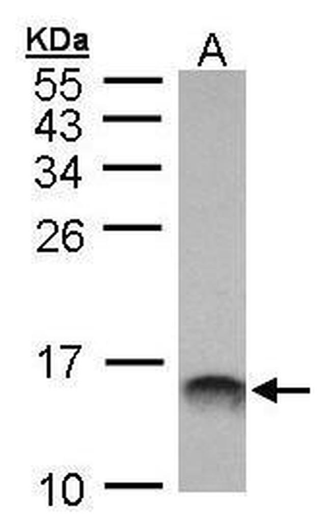 MIF Antibody in Western Blot (WB)