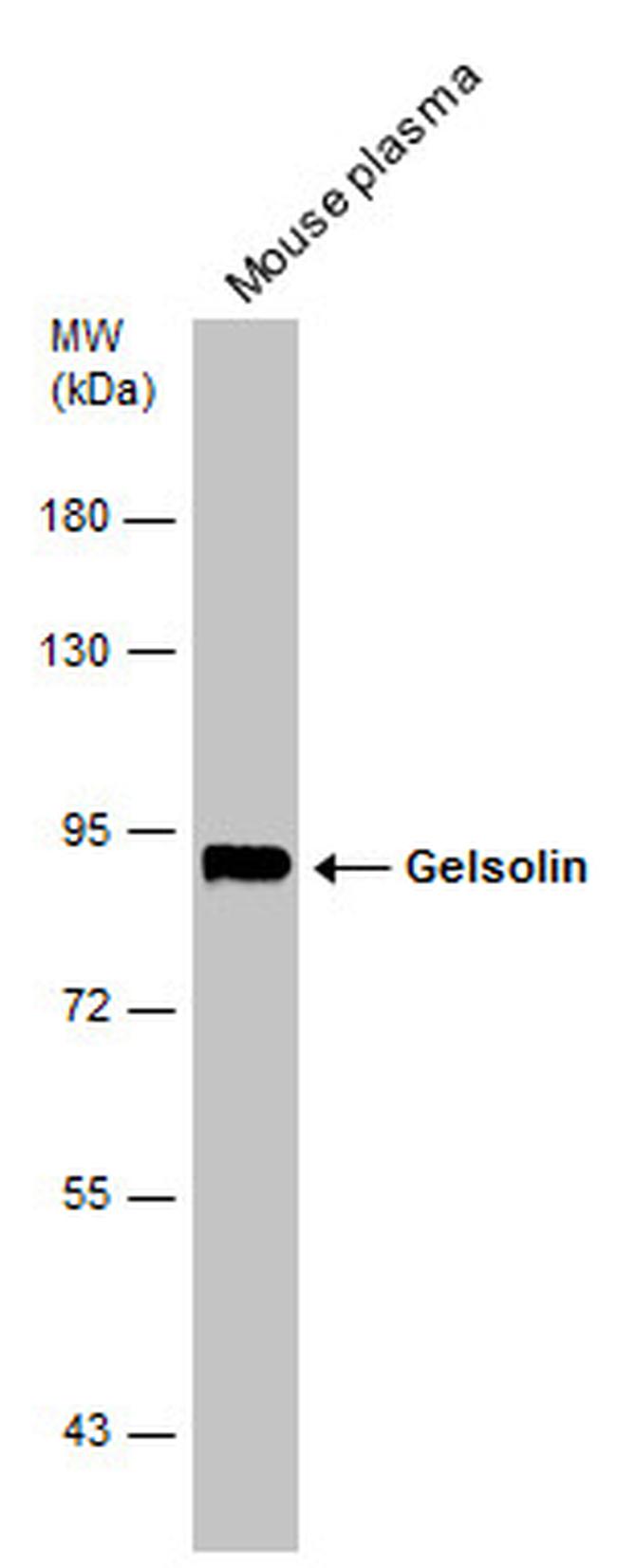 Gelsolin Antibody in Western Blot (WB)