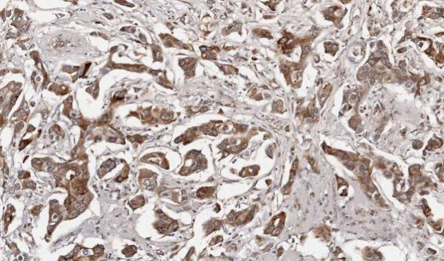 Growth Hormone Antibody in Immunohistochemistry (Paraffin) (IHC (P))