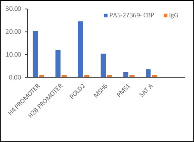 CBP Antibody in ChIP Assay (ChIP)