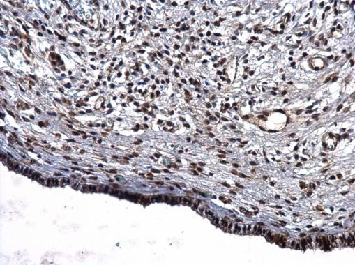 CBP Antibody in Immunohistochemistry (Paraffin) (IHC (P))