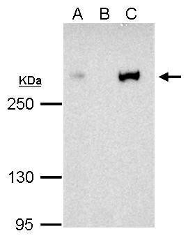 CBP Antibody in Immunoprecipitation (IP)