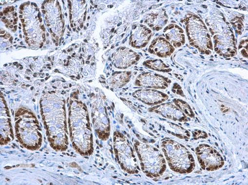 HMGB1 Antibody in Immunohistochemistry (Paraffin) (IHC (P))