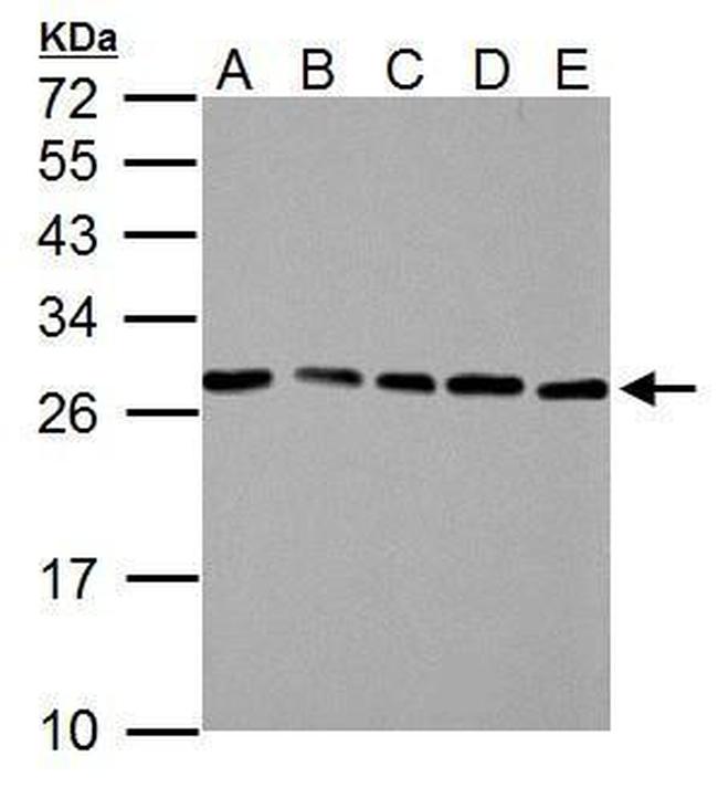 HMGB1 Antibody in Western Blot (WB)