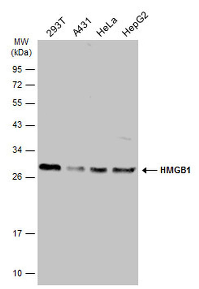 HMGB1 Antibody in Western Blot (WB)