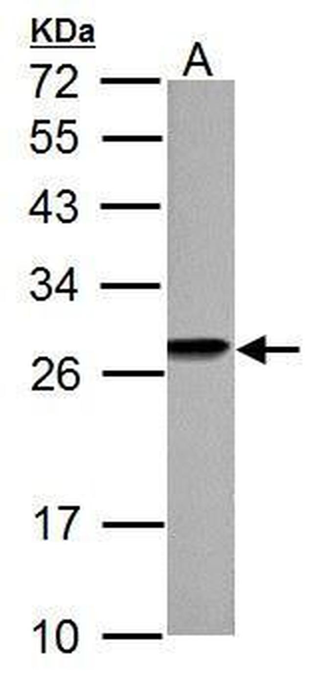 HMGB1 Antibody in Western Blot (WB)