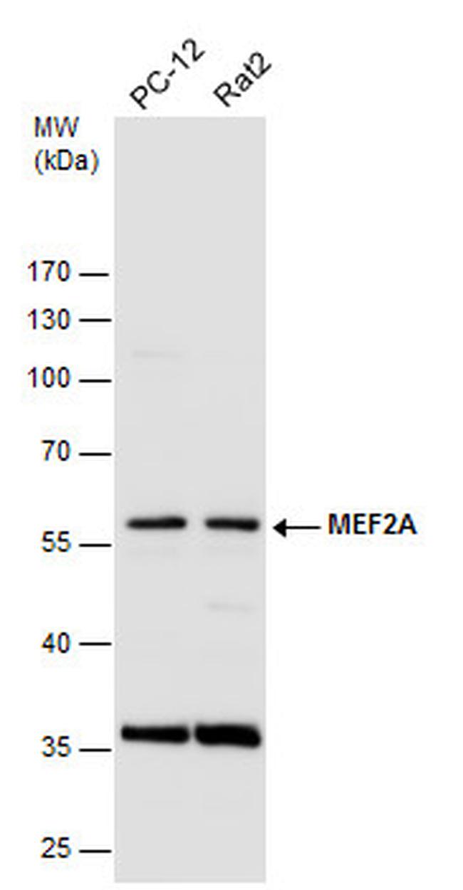 MEF2A Antibody in Western Blot (WB)