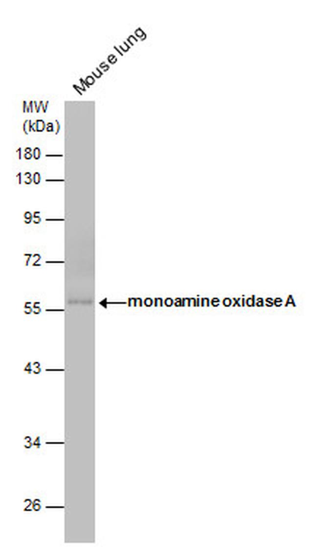 MAOA Antibody in Western Blot (WB)