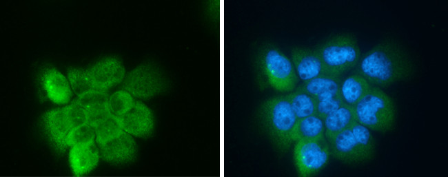 Apolipoprotein D Antibody in Immunocytochemistry (ICC/IF)