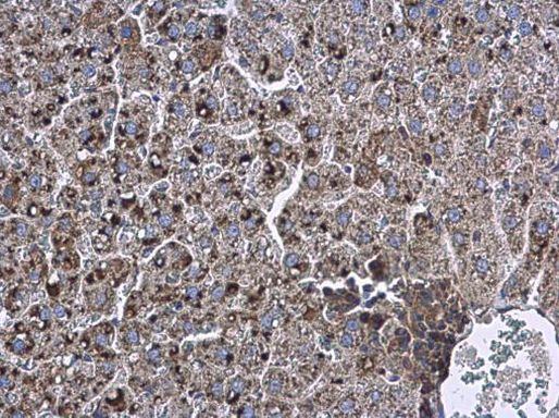 Apolipoprotein D Antibody in Immunohistochemistry (Paraffin) (IHC (P))