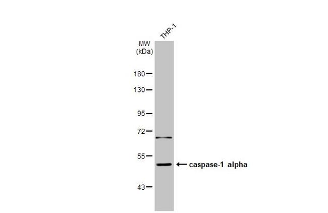 Caspase 1 Antibody in Western Blot (WB)