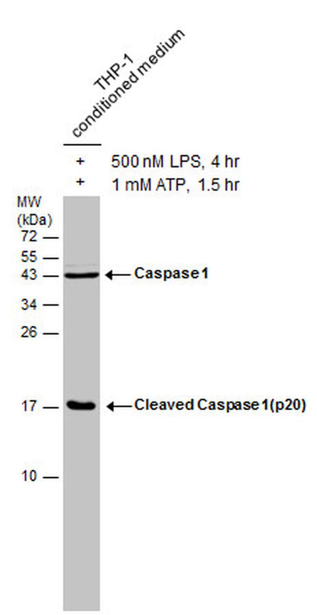 Caspase 1 Antibody in Western Blot (WB)