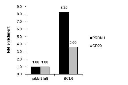 BCL6 Antibody in ChIP Assay (ChIP)