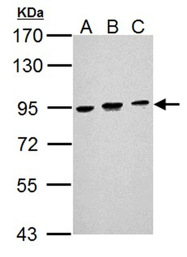 BCL6 Antibody in Western Blot (WB)