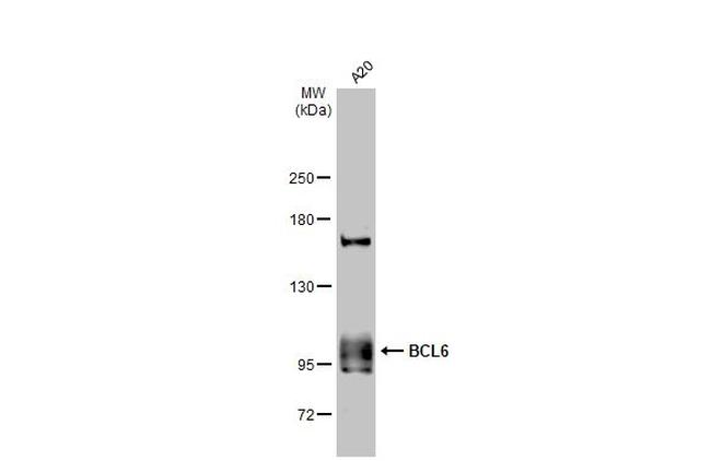 BCL6 Antibody in Western Blot (WB)