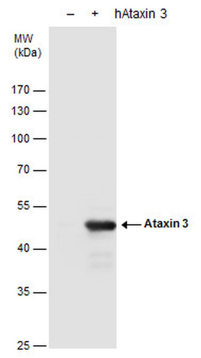 Ataxin 3 Antibody in Western Blot (WB)