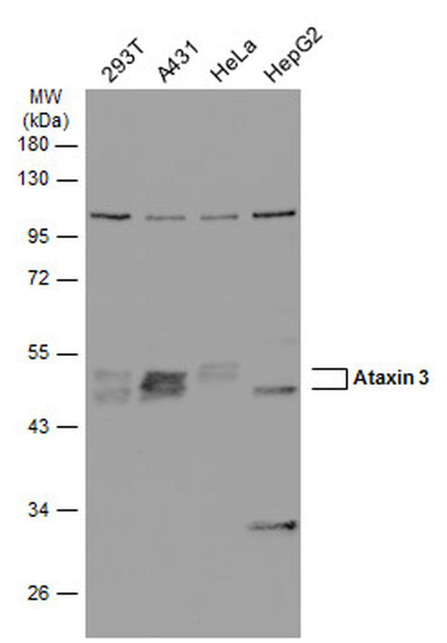 Ataxin 3 Antibody in Western Blot (WB)