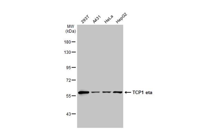 TCP-1 eta Antibody in Western Blot (WB)