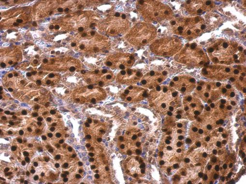 Adenosine Kinase Antibody in Immunohistochemistry (Paraffin) (IHC (P))