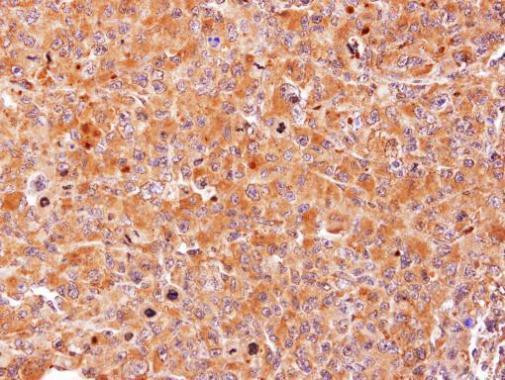 AHCY Antibody in Immunohistochemistry (Paraffin) (IHC (P))