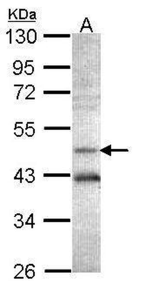 AHCY Antibody in Western Blot (WB)