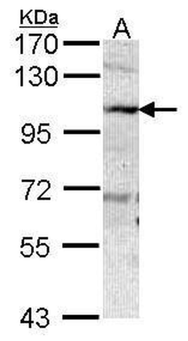 AOC3 Antibody in Western Blot (WB)