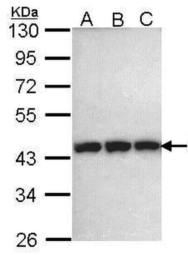 PGK1 Antibody in Western Blot (WB)