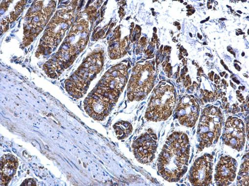 ALDH2 Antibody in Immunohistochemistry (Paraffin) (IHC (P))