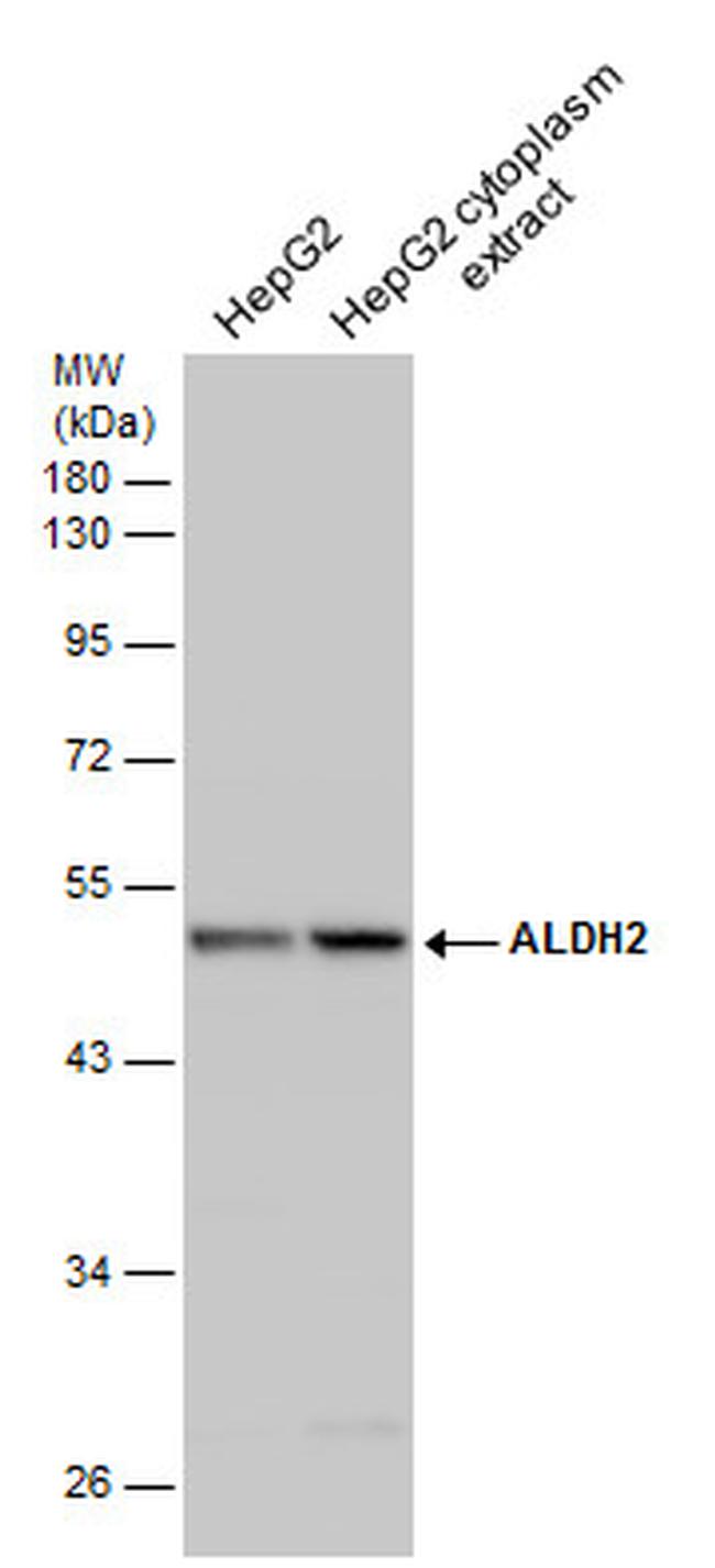 ALDH2 Antibody in Western Blot (WB)