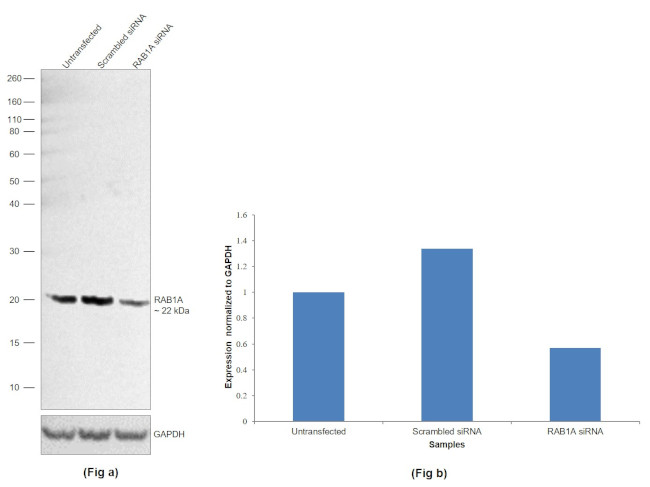 RAB1A Antibody in Western Blot (WB)