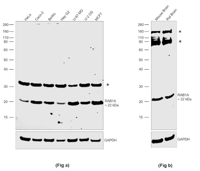 RAB1A Antibody in Western Blot (WB)