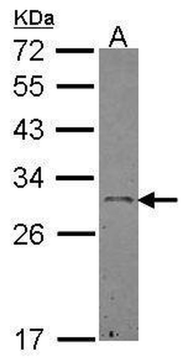 Ephrin A3 Antibody in Western Blot (WB)