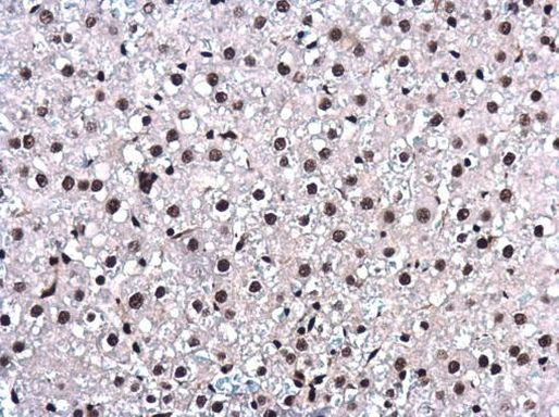 UAP56 Antibody in Immunohistochemistry (Paraffin) (IHC (P))